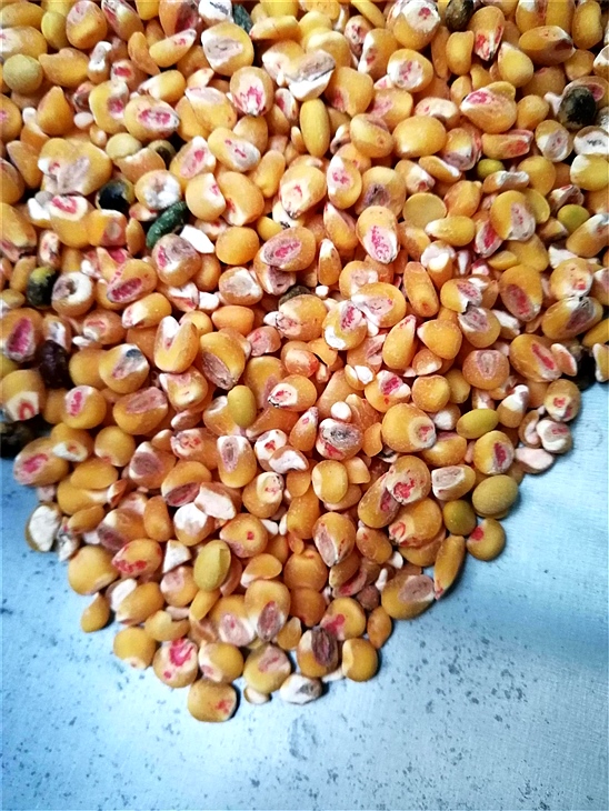 去香蕉视频APP下载藥種子包衣外皮去皮機 去香蕉视频APP下载藥種子包衣外皮去皮機